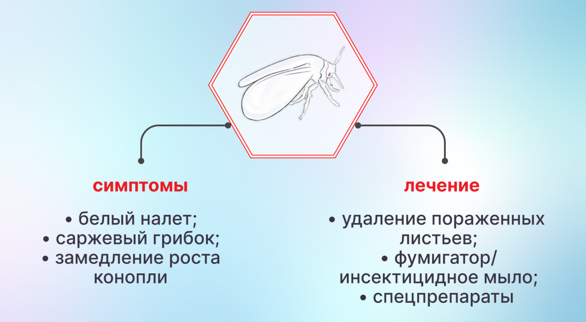Избавление от белокрылки на конопле Белокрылка на конопле