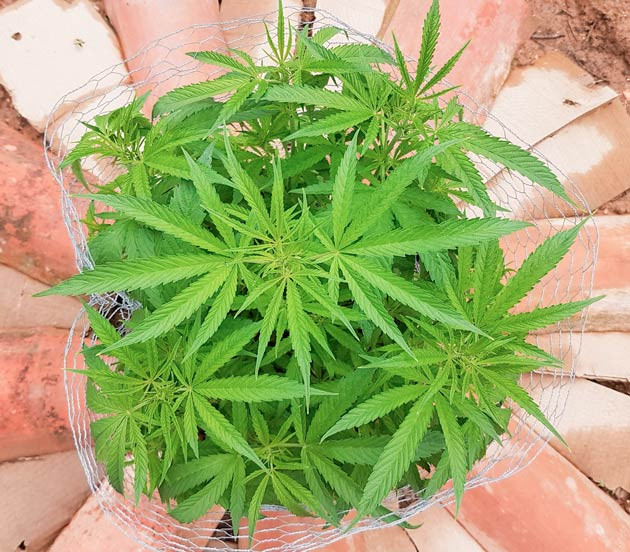 Куст Runtz Muffin от Barney's Farm на стадии вегетации