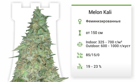 описание сорта Melon Kali описание сорта Melon Kali