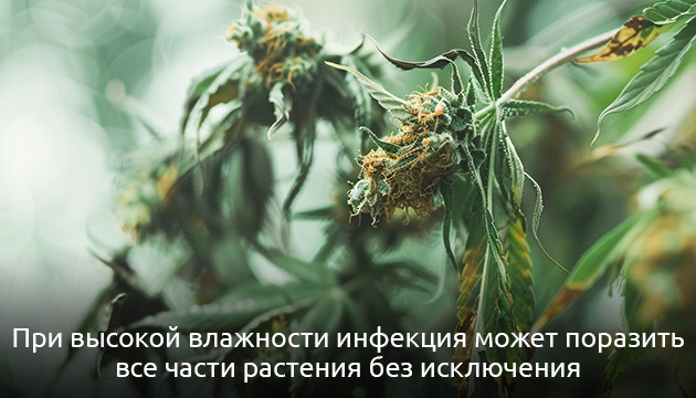 Инфекционные заболевания Плесень на конопле