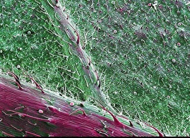 Прожилка листа конопли Центральная прожилка листа