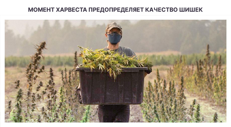Влияние харвеста на качество шишек Лучший момент для сбора урожая
