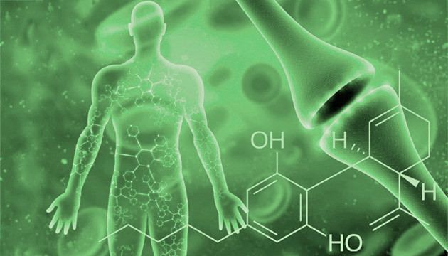 Влияние каннабиса на гомеостаз Выводы