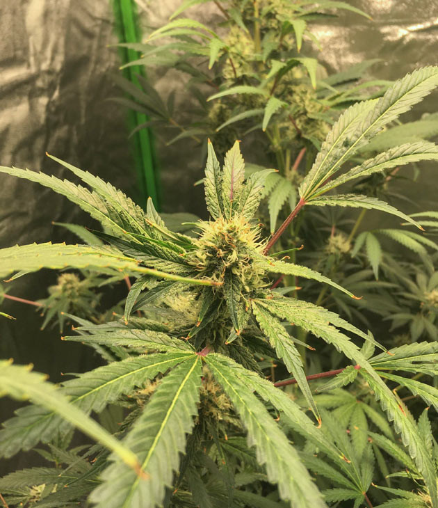 Куст DDoS #33 от Herbies Seeds на 11-12 неделе