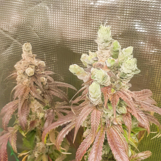 17 неделя выращивания конопли Соцветия Bubba Slush