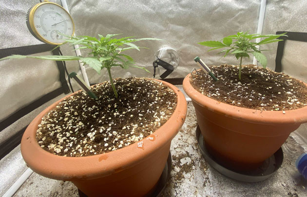 Кусты Banana Purple Punch Auto на 3 неделе