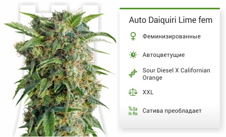 Сорт конопли Daiquiri Lime Auto Daiquiri Lime fem от Dutch Passion