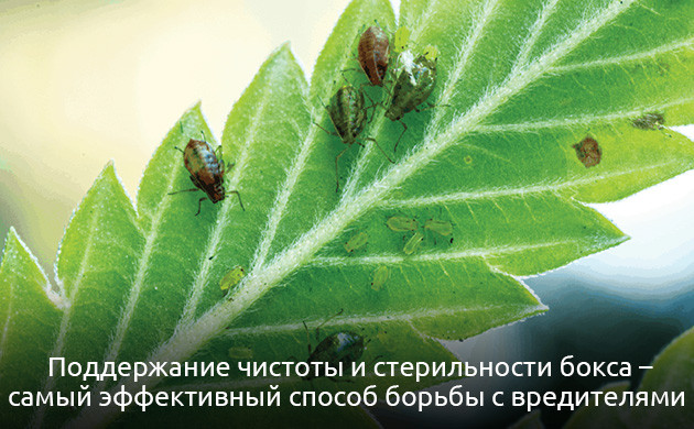 Плесень и атака насекомых-вредителей Стерильность бокса — эффективный способ борьбы с вредителями