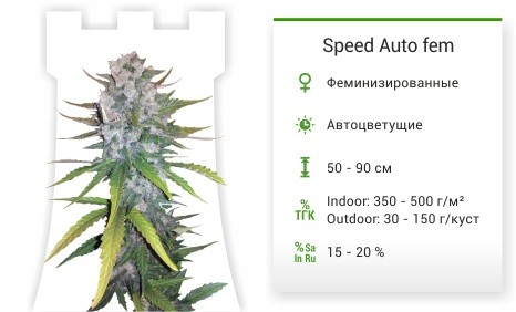 Сорт марихуаны Speed Auto Speed Auto fem (Sweet Seeds)