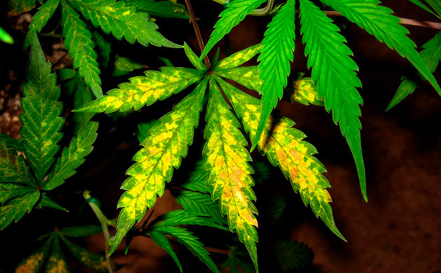 Больные листья марихуаны Пожелтевшие листья конопли