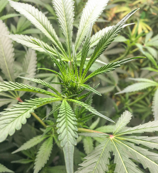 Куст DDoS #33 на 9 неделе выращивания