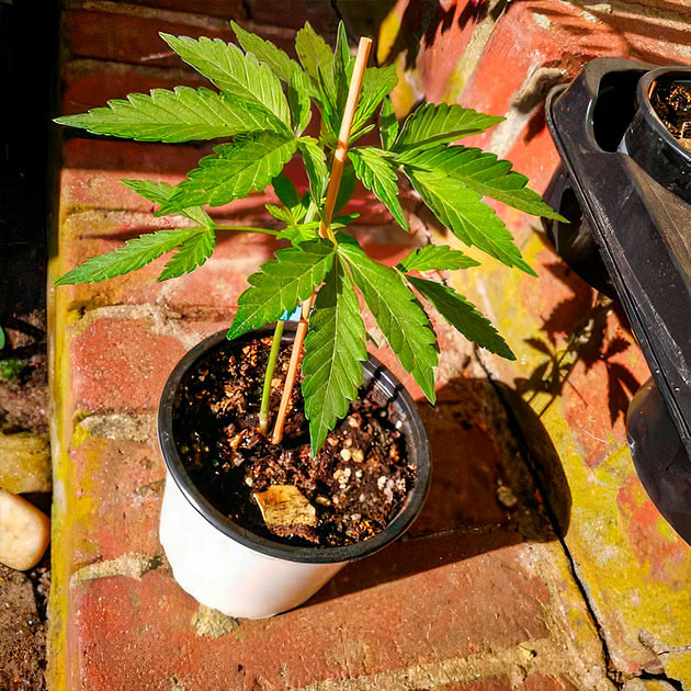 3 и 4 недели выращивания Куст Green Gelato в аутдоре