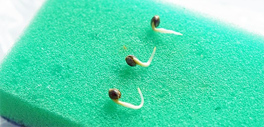 Пророщенные семена конопли Пророщенные семена конопли методом Санчеса