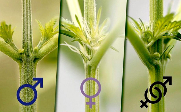Определение пола конопли Определение пола во время предцвета