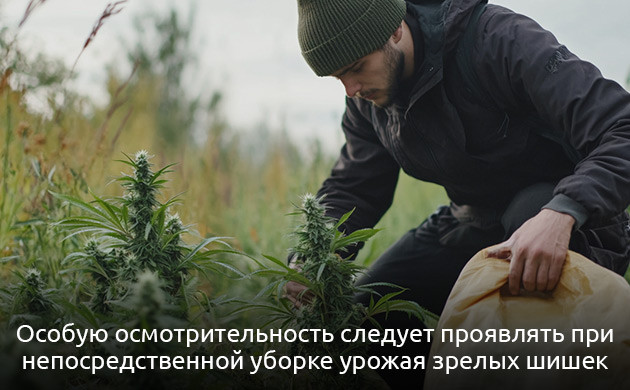 Что следует учитывать при подготовке к аутдорному выращиванию Факторы, которые нужно учитывать при подготовке к аутдору