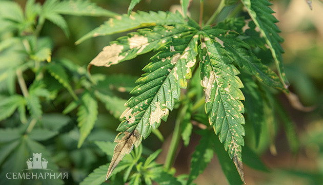 Основные болезни листьев конопли Больной лист конопли