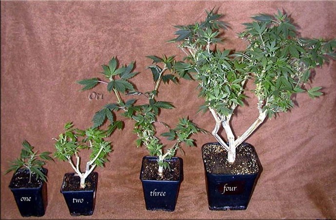 Клоны конопли Суть клонирования конопли