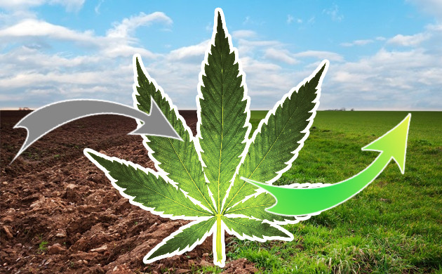 Засеивание полей коноплей для очищения почвы Конопля в агрономии