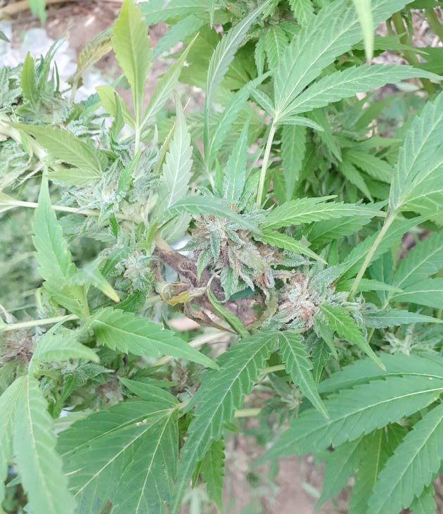 Плесень на конопле