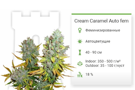 Cream Caramel Auto от Sweet Seeds