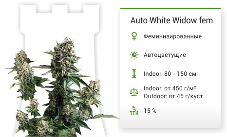 Auto White Widow fem