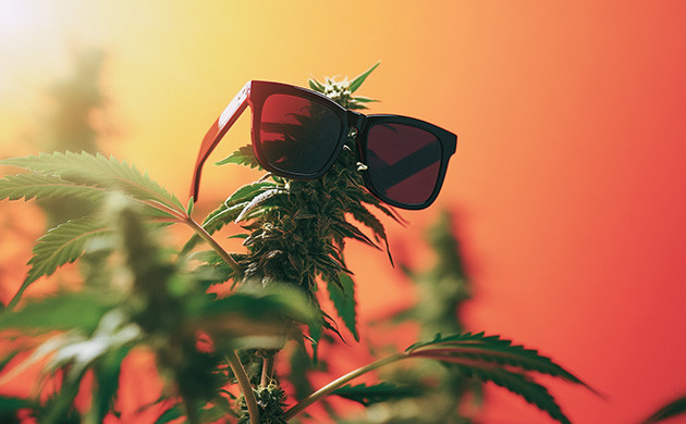 Автоцветущие сорта легче спрятать Автоцветы не заметны