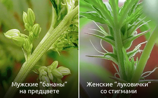 Визуальные отличия женских растений от мужских Мужские мешочки с пыльцой и женские предцветы