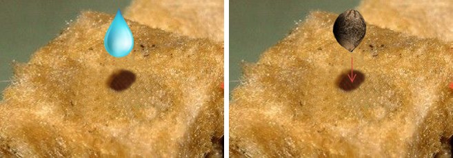 Как прорастить автоцвет на минвате Как пользоваться минеральной ватой