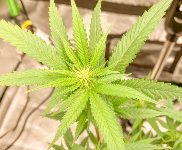 Масштабная дефолиация Куст Blueberry Muffin на фазе цветения