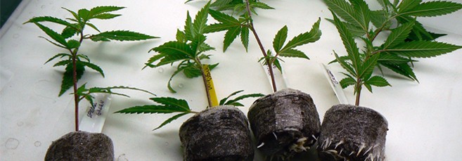 Торфяные таблетки Проращивание семян в торфяных таблетках