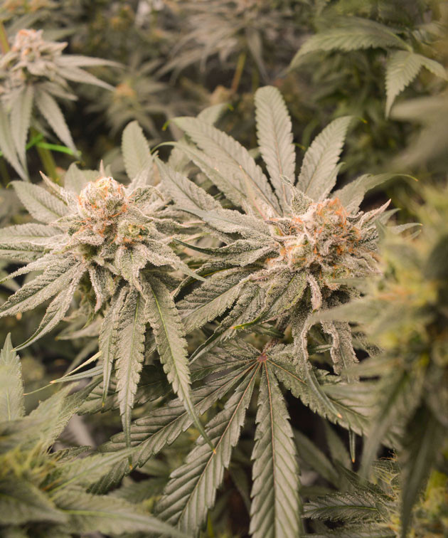 Куст Banana Punch на 14 неделе выращивания