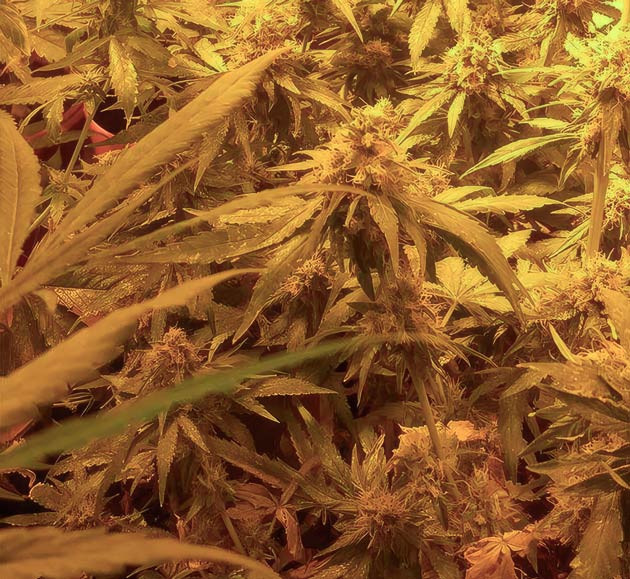 Промывка марихуаны Куст Eleven Roses на 14 неделе выращивания