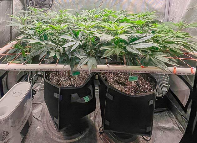 Кусты Apple Betty на 8 неделе развития