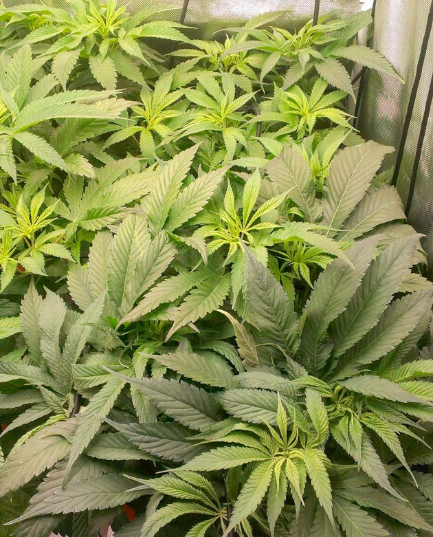 Переход на новый этап жизненного цикла Куст Green Gelato на 9 неделе выращивания