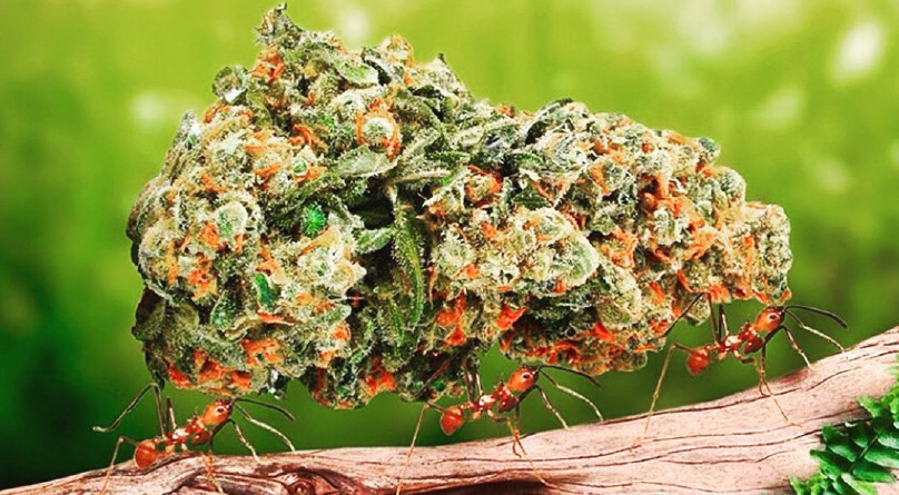 Как вырастить большие соцветия конопли Большая шишка конопли