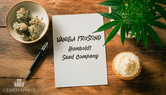 Гроурепорт сорта Vanilla Frosting