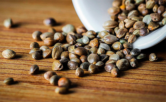 Применение семян конопли Семена технической конопли