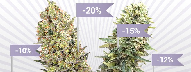 Семена конопли со скидкой от 10 до 20% Семена конопли со скидкой от 10 до 20%