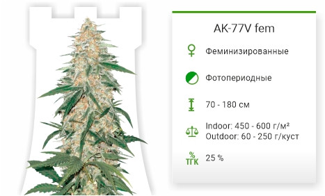 Сорт марихуаны AK-77V AK-77V от Victory Seeds