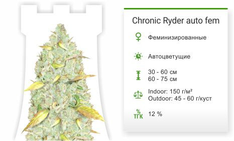 Сорт конопли Chronic Ryder Auto Chronic Ryder Auto fem от Doctor`s Choice