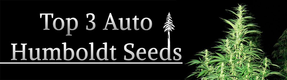 auto humboldt seeds