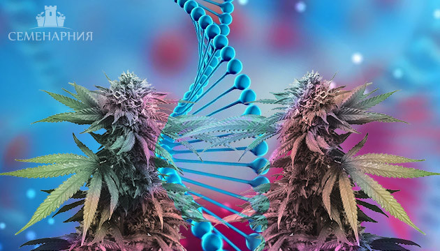 Клонирование растения марихуаны Два одинаковых растения