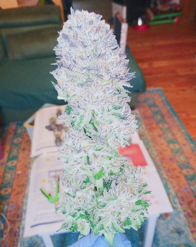 Харвест конопли на 16 неделе Созревшее соцветие конопли