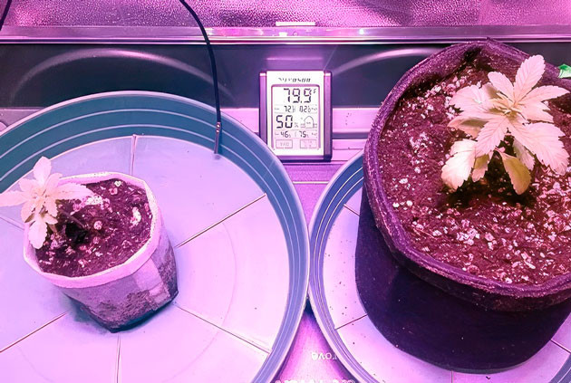 Ростки Vanilla Frosting от Humboldt Seed Company на 4 неделе