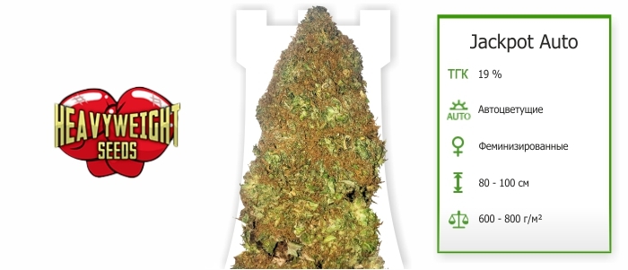 Jackpot Auto Jackpot Auto