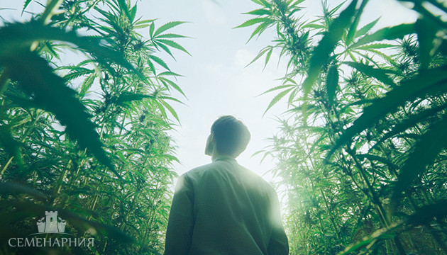 Основы выращивания конопли Выращивание каннабиса