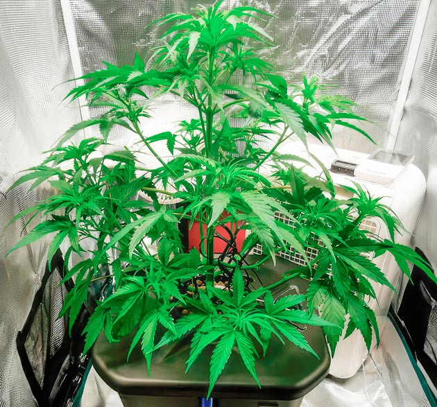 Куст Zkittlez Auto от FastBuds ростом 40 см