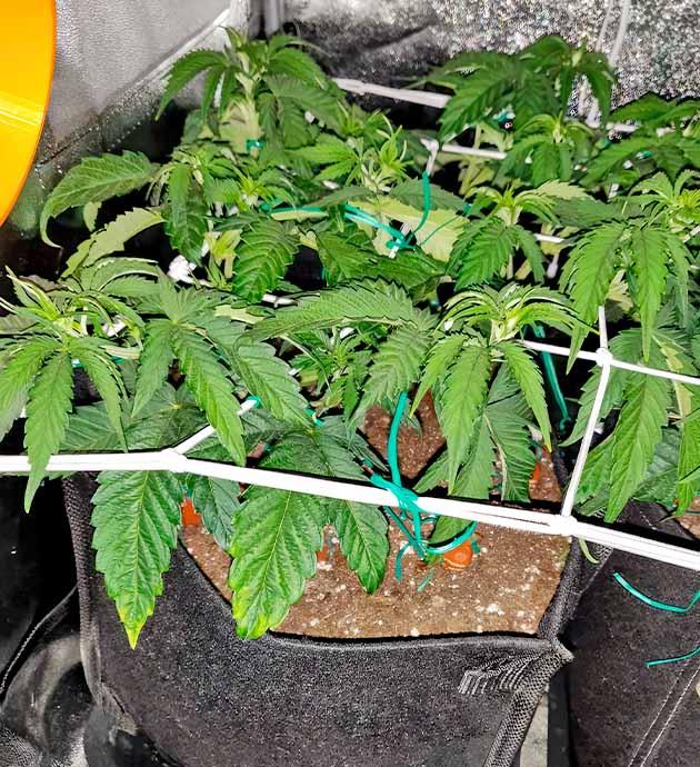 Тренировки конопли и смена режима освещения Куст LSD от Barney's Farm на 5 неделе развития
