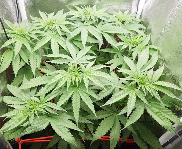 Перевод освещения в режим 12/12 Куст конопли Sweet ZZ в тенте