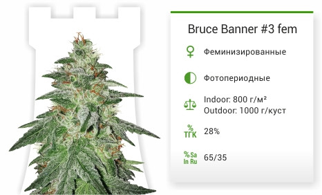 Bruce Banner #3 от Original Sensible Seeds